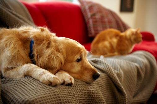 gadgets_for_your_pets_in_the_home_and_garden